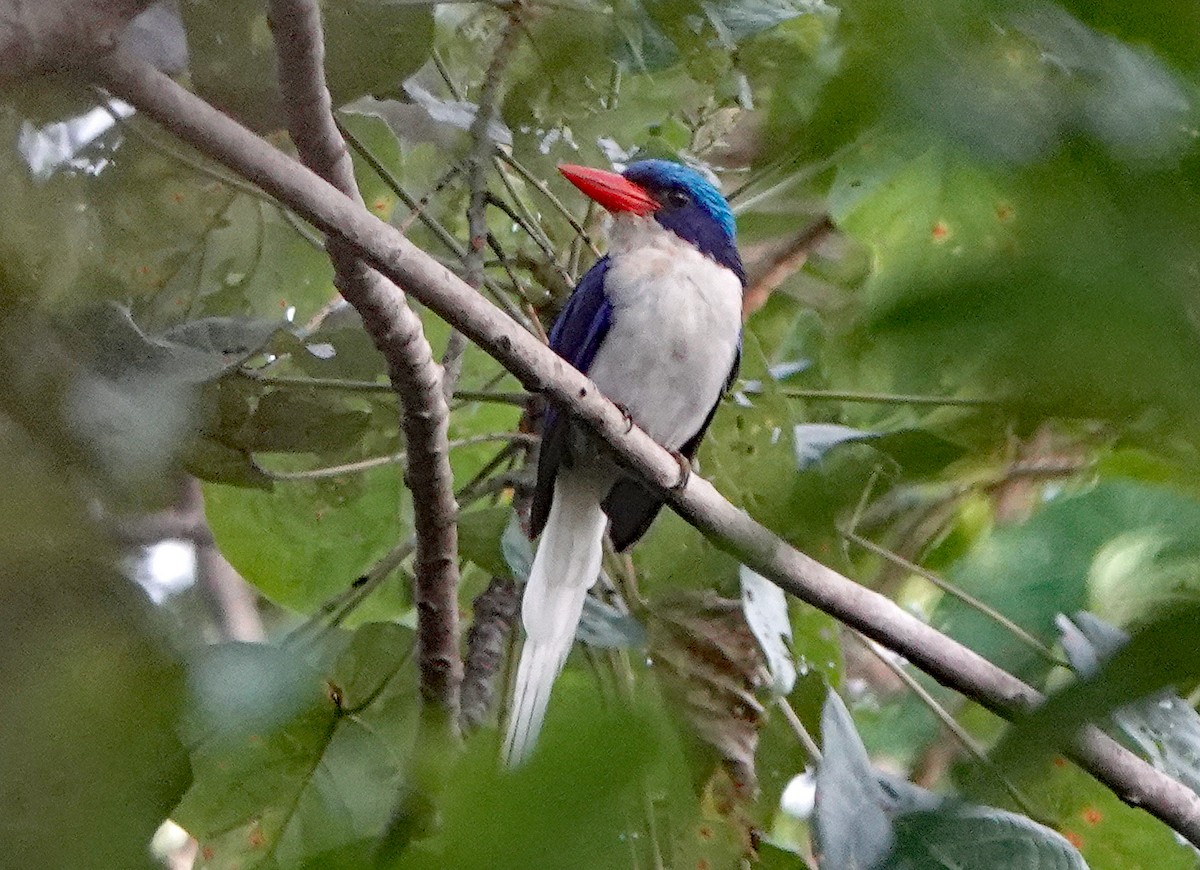 Kofiau Paradise-Kingfisher - ML520055481