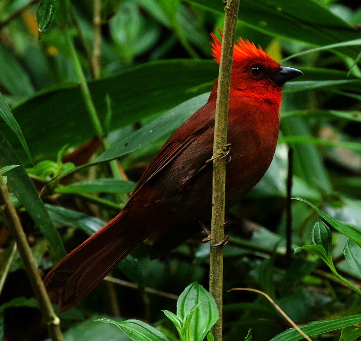 Crested Ant-Tanager - David Ascanio