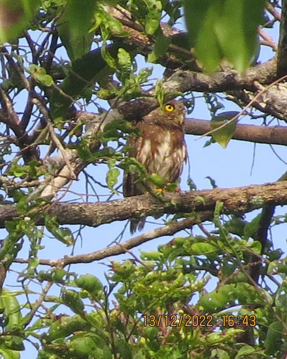 Amazonian Pygmy-Owl - Gary Bletsch