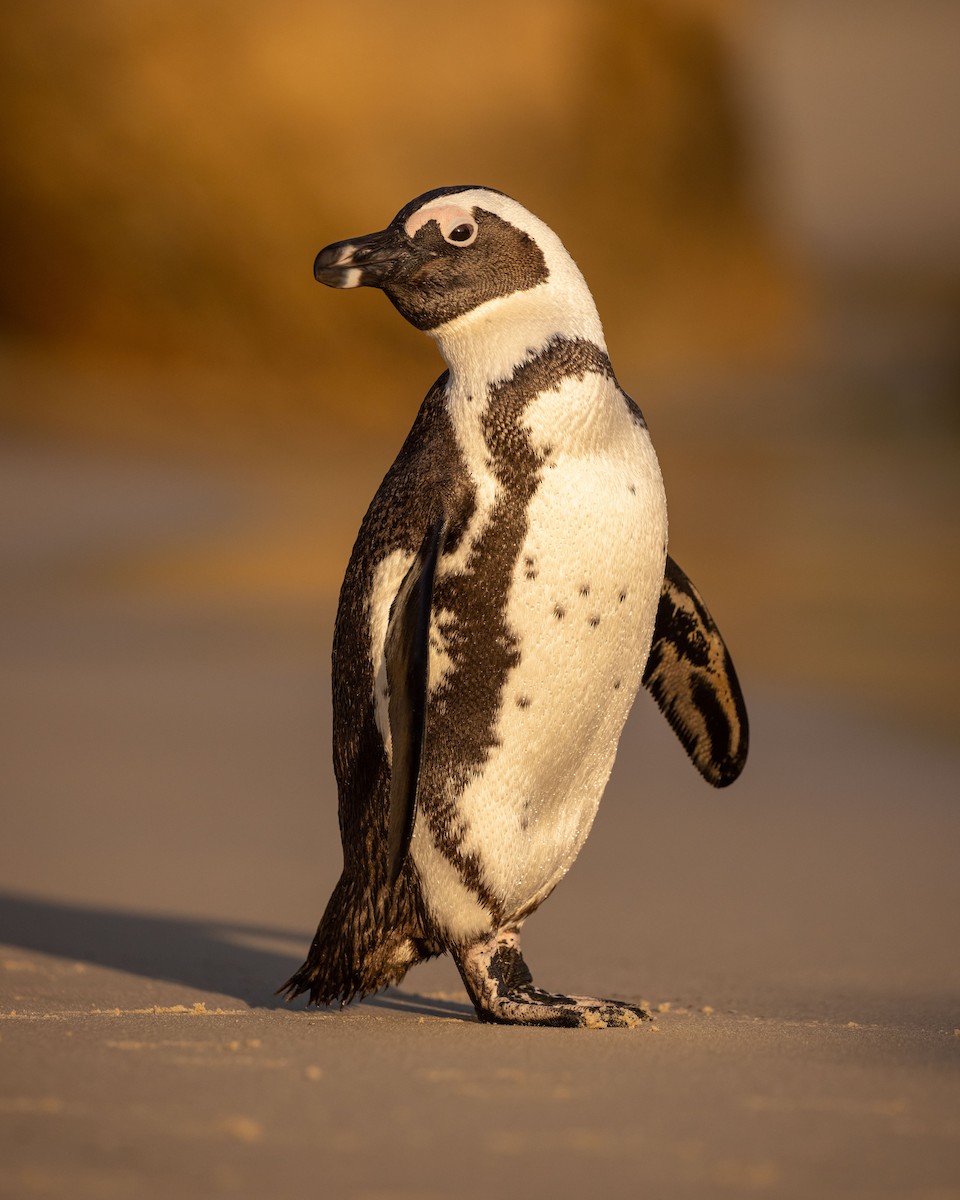 Pingüino de El Cabo - ML520063701