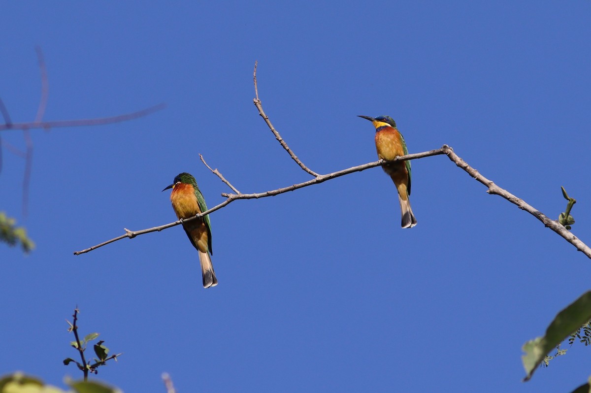 Ethiopian Bee-eater - ML520068741