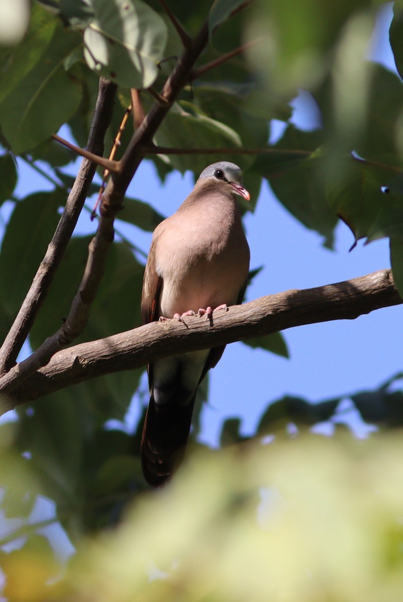 Blue-spotted Wood-Dove - ML520070001