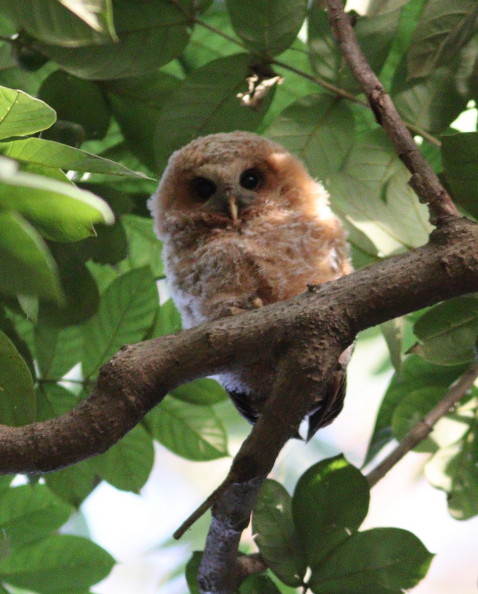 African Wood-Owl - ML520071591