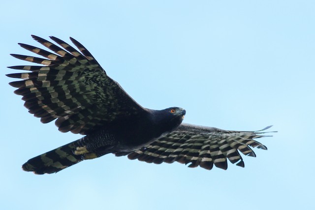 What is a Black Hawk? – 10,000 Birds