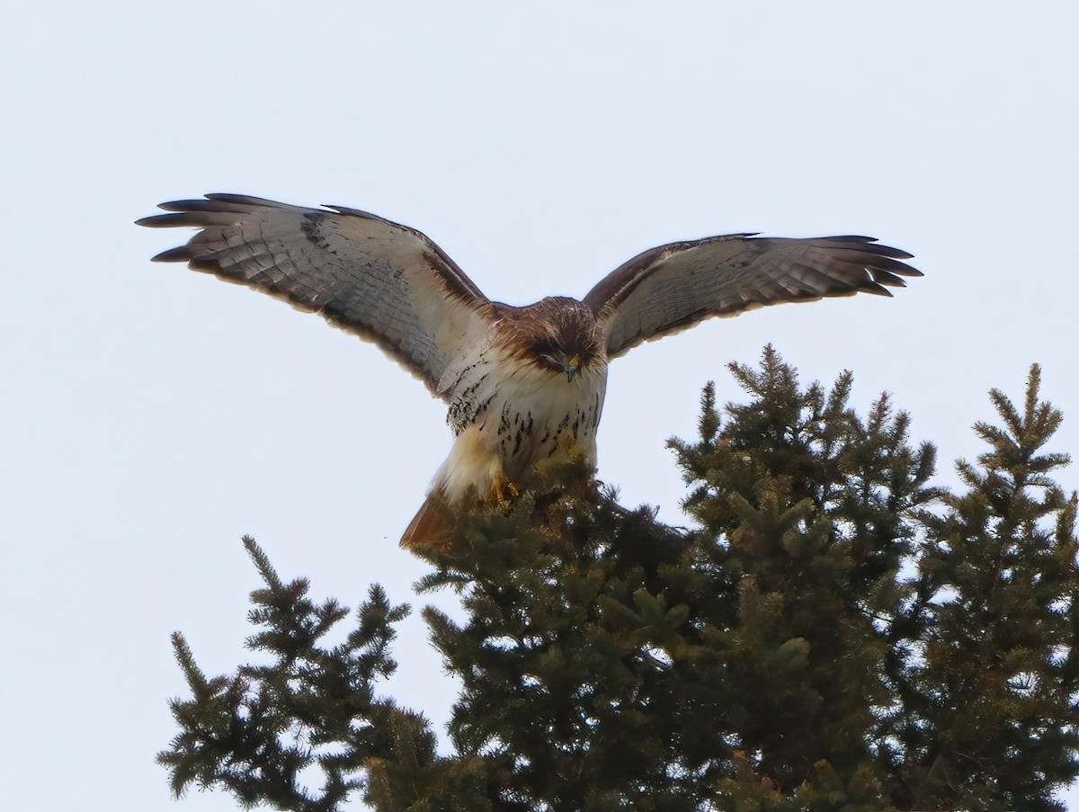 Red-tailed Hawk - ML520073181