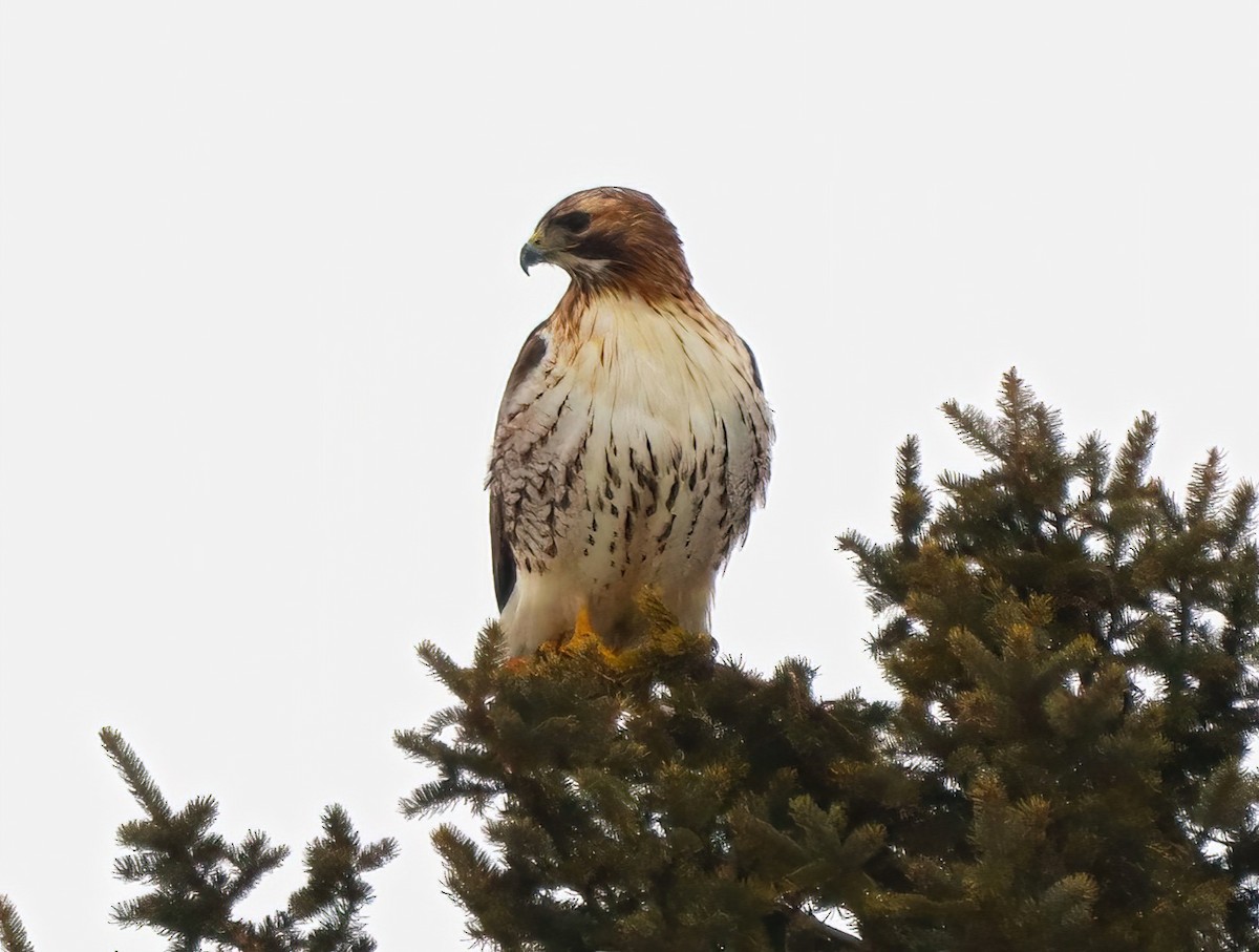 Red-tailed Hawk - ML520073191