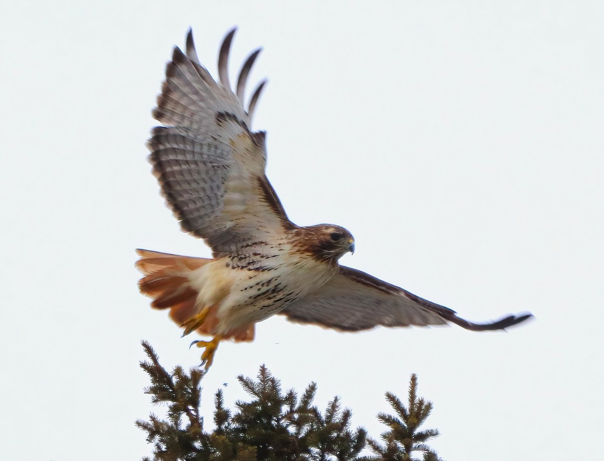 Red-tailed Hawk - ML520073201
