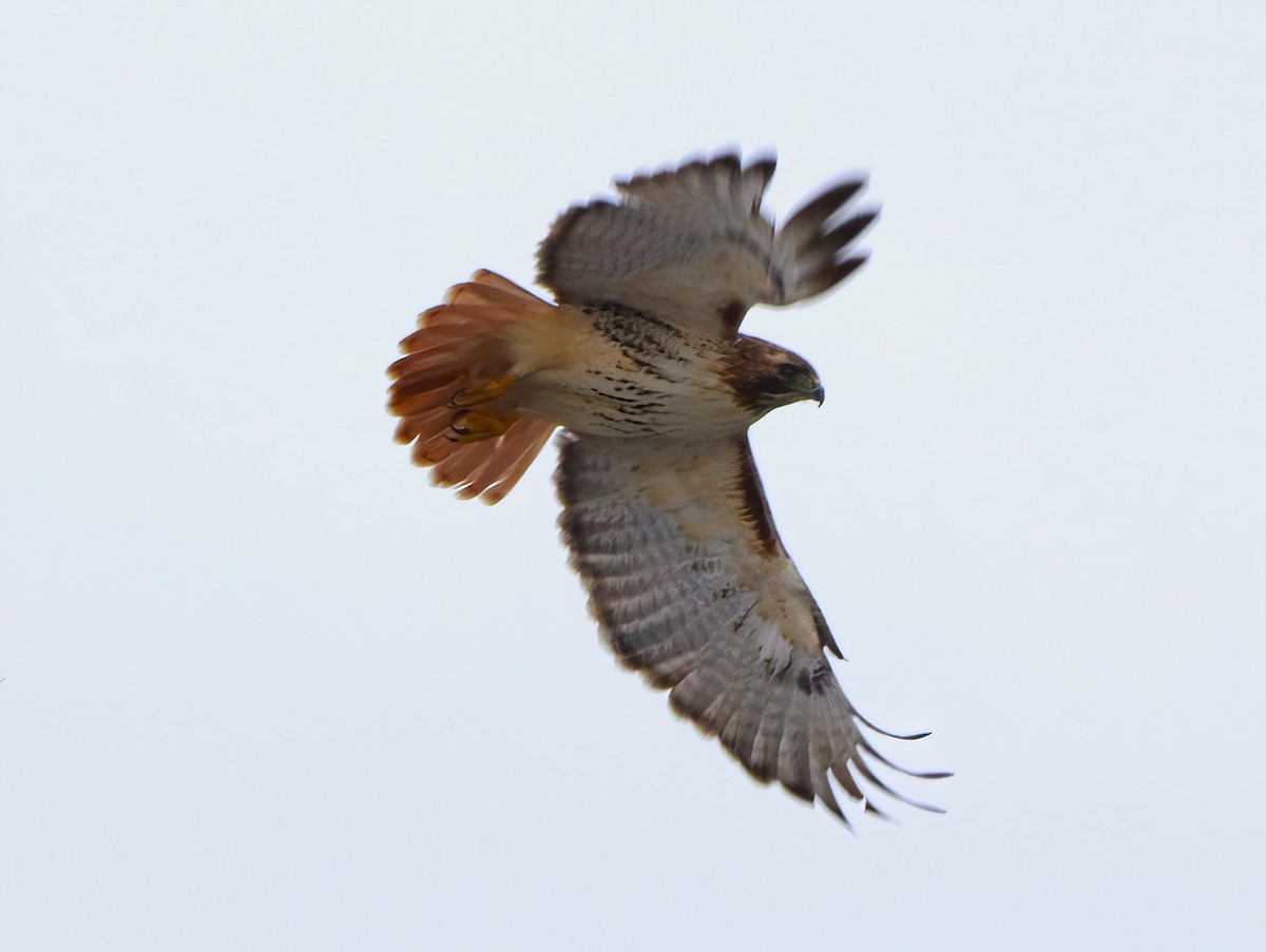 Red-tailed Hawk - ML520073691