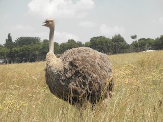Common Ostrich, ML52008121