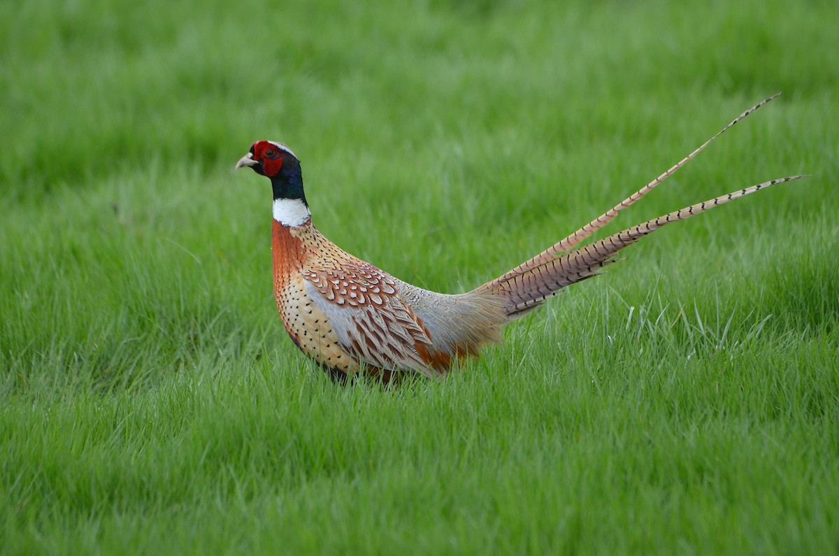 Ring-necked Pheasant - Carol Riddell