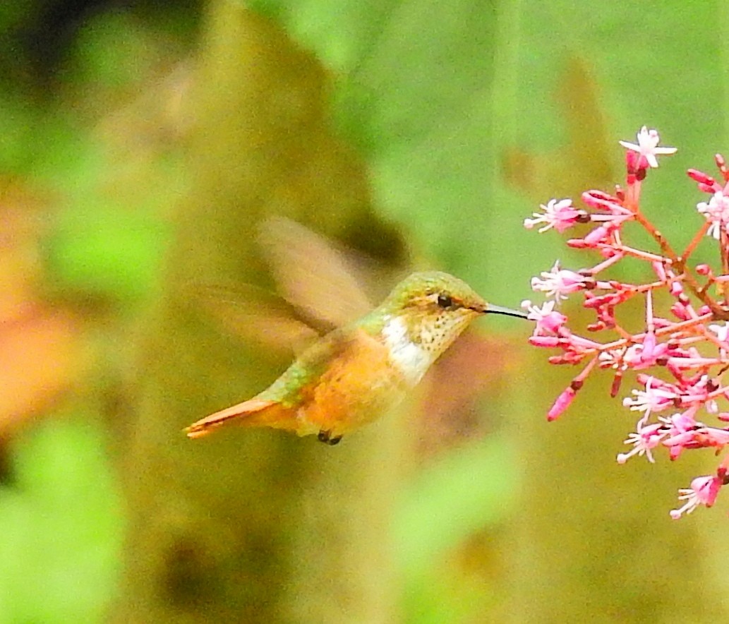 Scintillant Hummingbird - ML52009031