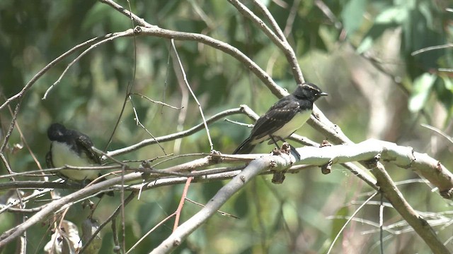 Willie-wagtail - ML520091721