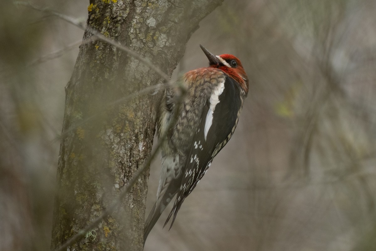 Red-breasted Sapsucker - Isabelle Reddy