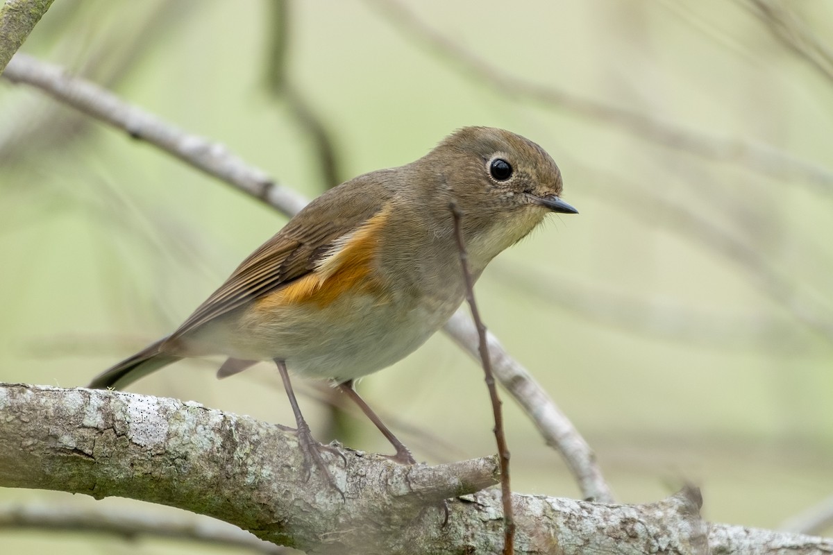 Red-flanked Bluetail - Isabelle Reddy
