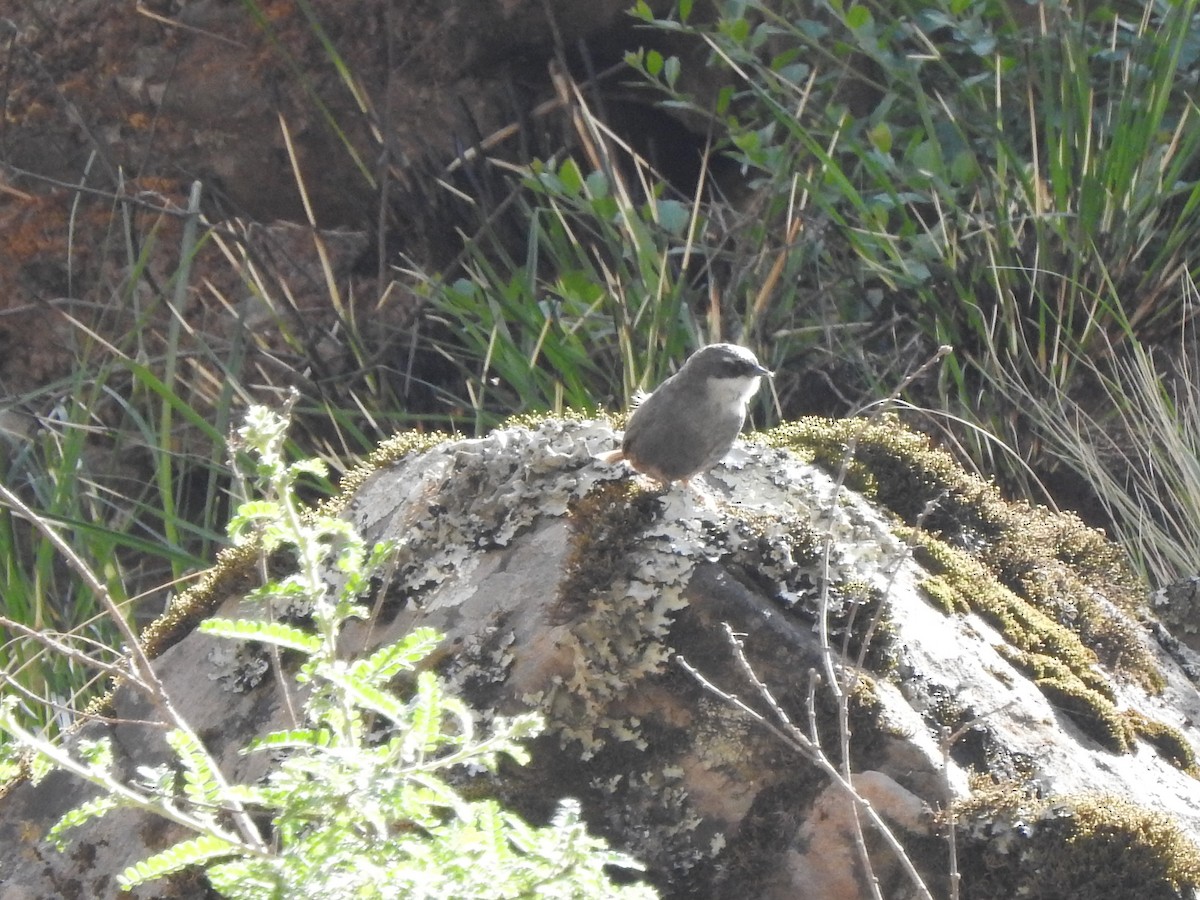 Zimmer's Tapaculo - ML520093241