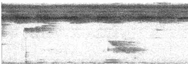 Rotspiegel-Ameisenvogel - ML520093921