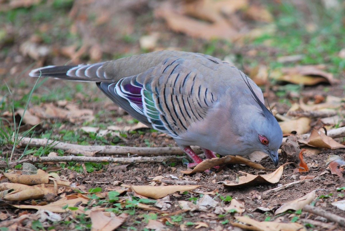 Crested Pigeon - Keith Gregoire