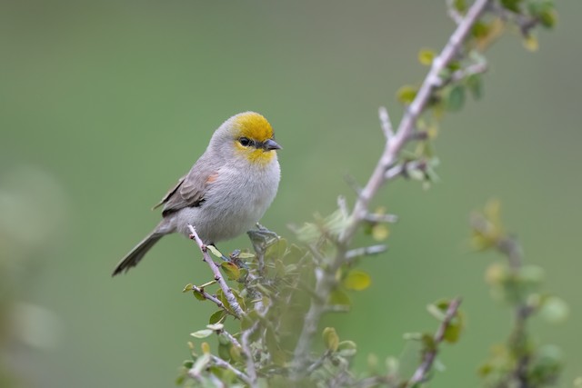 Verdin