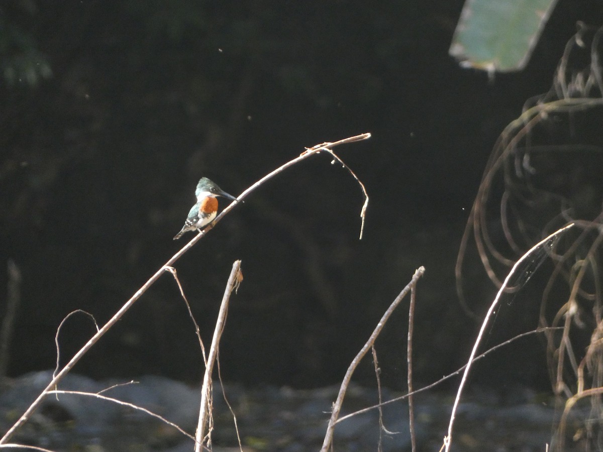 Green Kingfisher - ML520097511