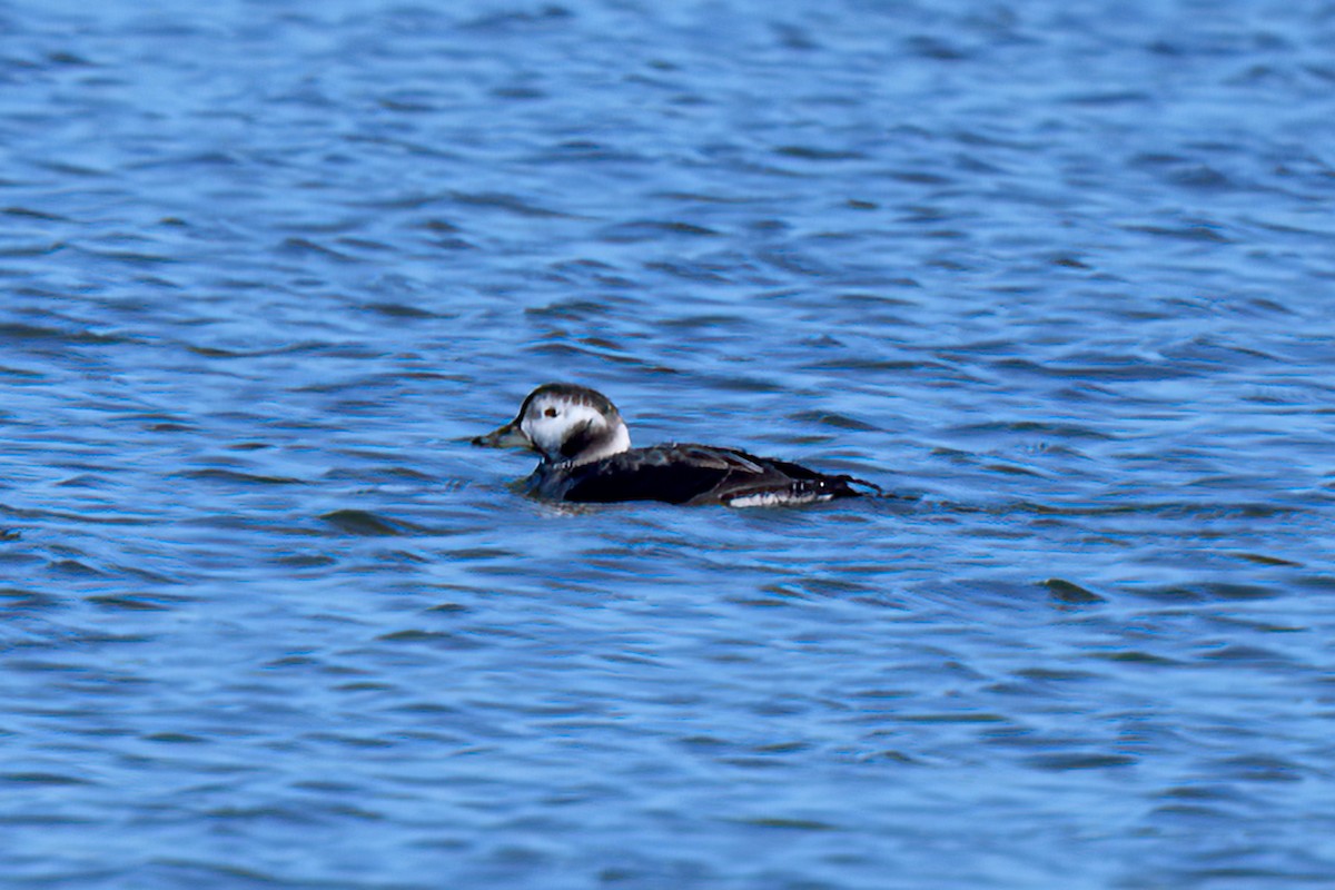 Long-tailed Duck - ML520102361