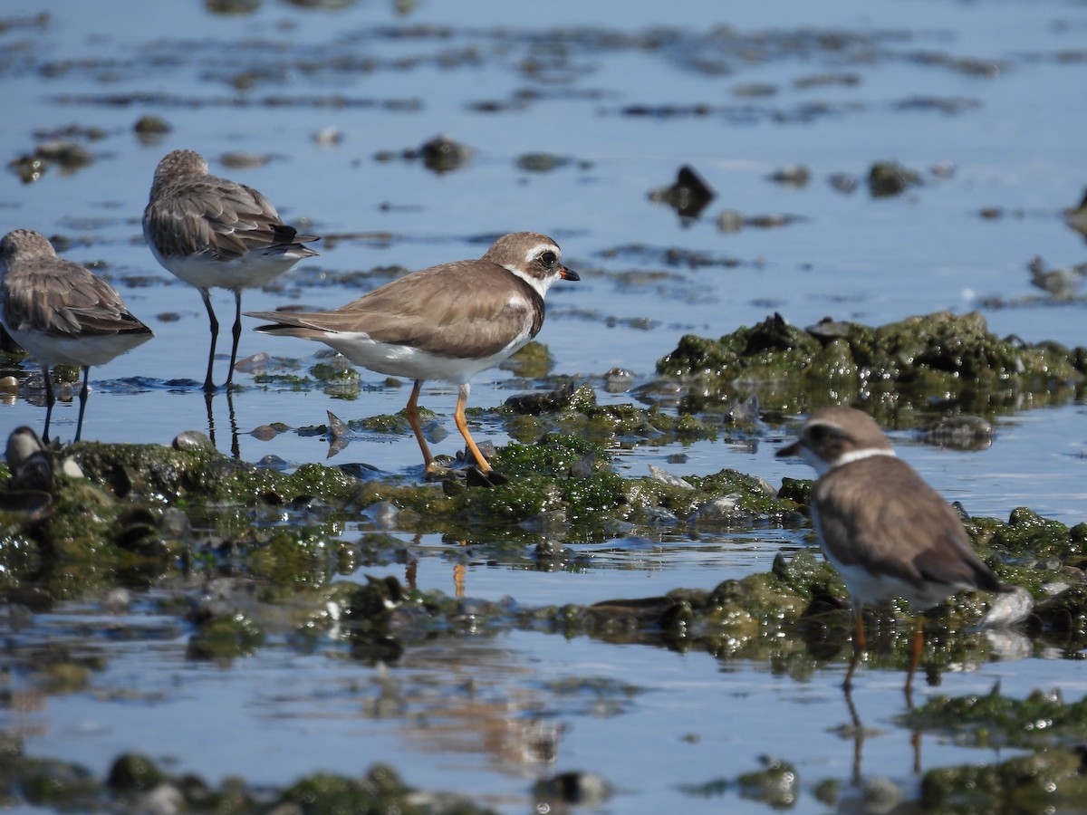 Semipalmated Plover - ML520104671