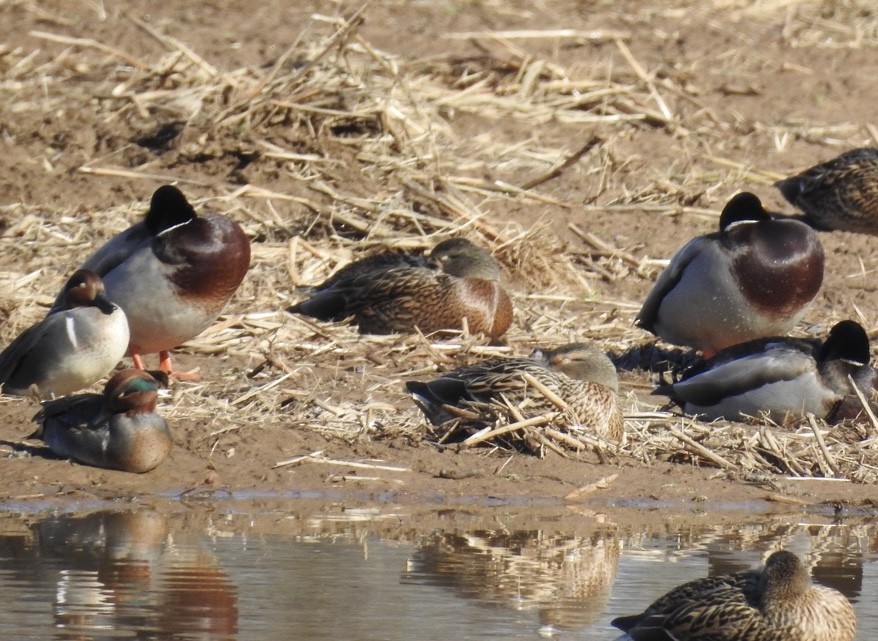 Green-winged Teal - ML520104781