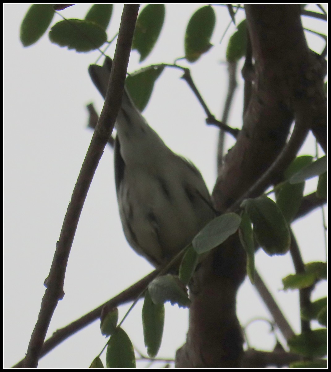 Black-throated Gray x Townsend's Warbler (hybrid) - ML520109941
