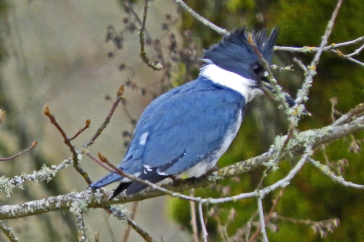 Belted Kingfisher - ML52011071