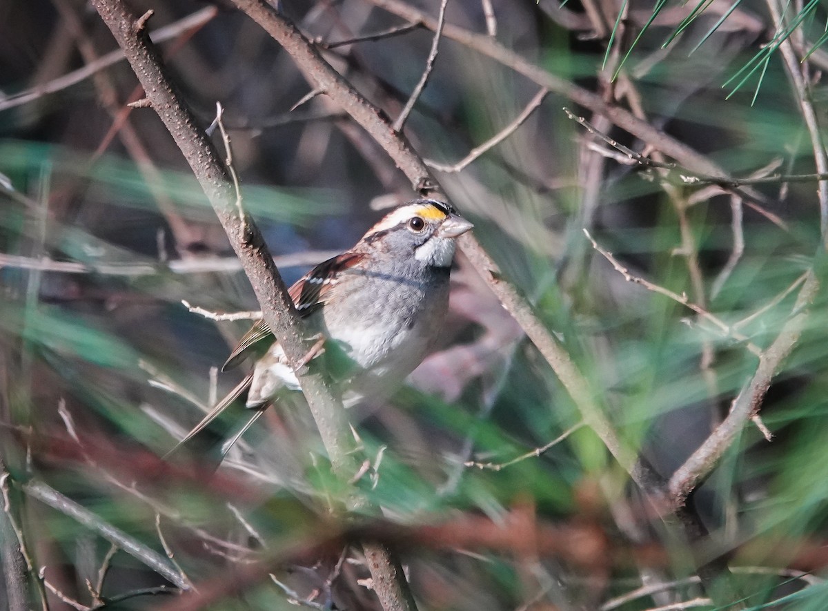 White-throated Sparrow - ML520112501