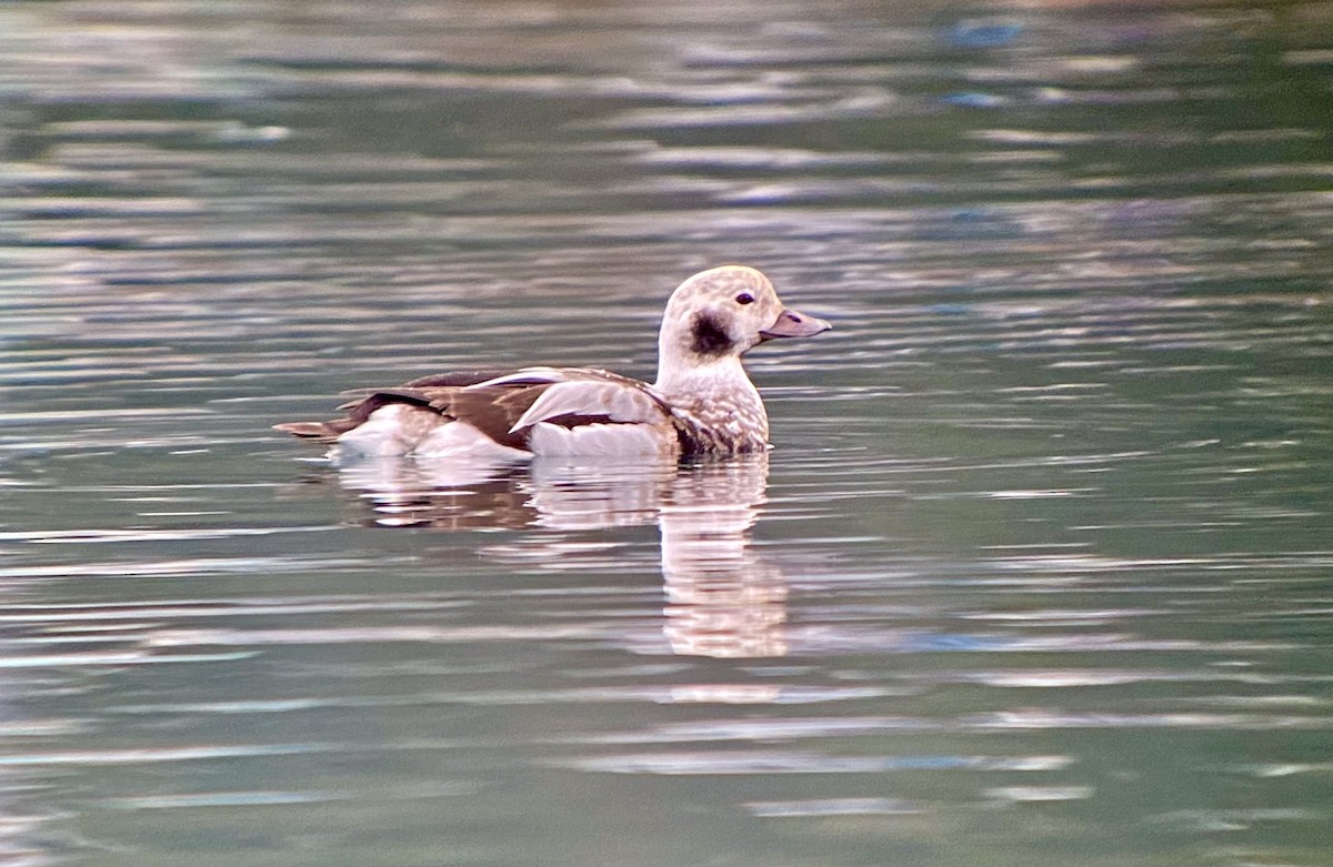 Ebird Checklist Jan Auke Bay Statter Harbor Species