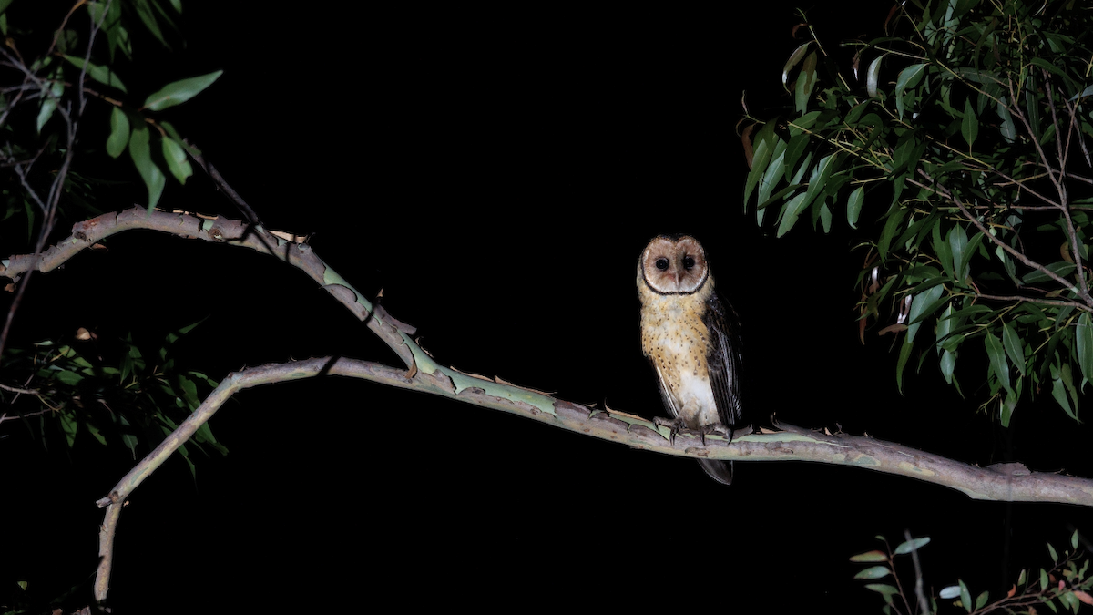 Australian Masked-Owl - ML520121561