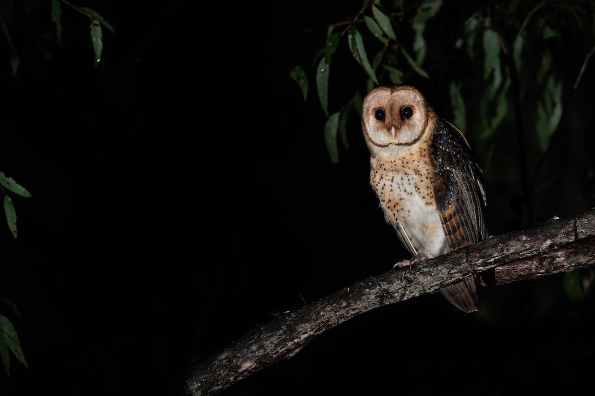 Australian Masked-Owl - ML520122381