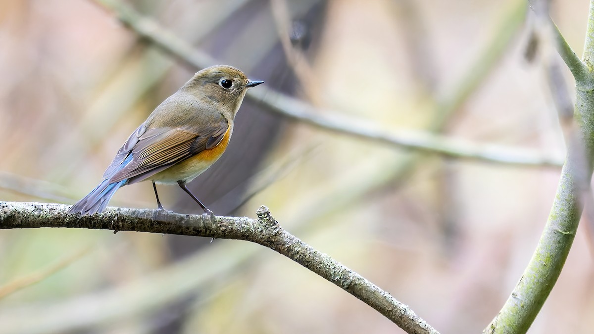 Red-flanked Bluetail - ML520124931