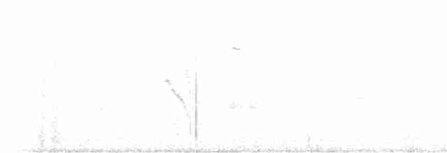 Amazilia Hummingbird - ML520128541