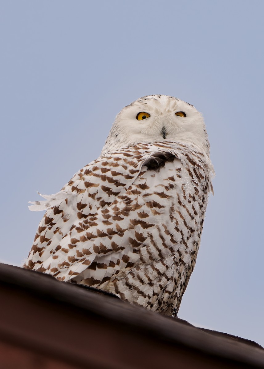 Snowy Owl - Christopher Roks