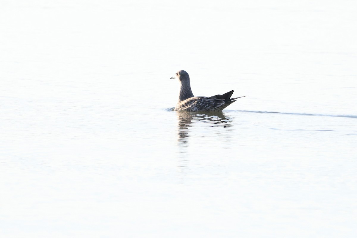 Lesser Black-backed Gull - Sarah Morris