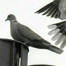 Eurasian Collared-Dove - ML52013671