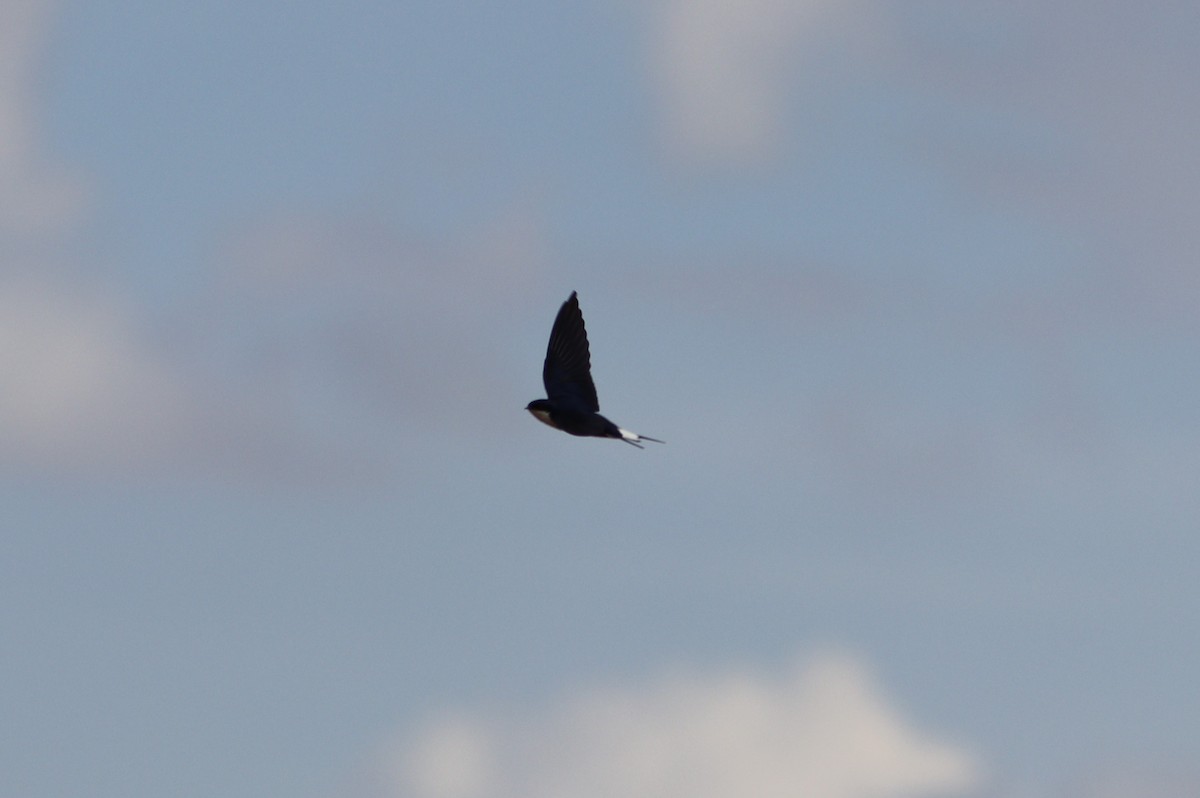 White-tailed Swallow - ML520137251