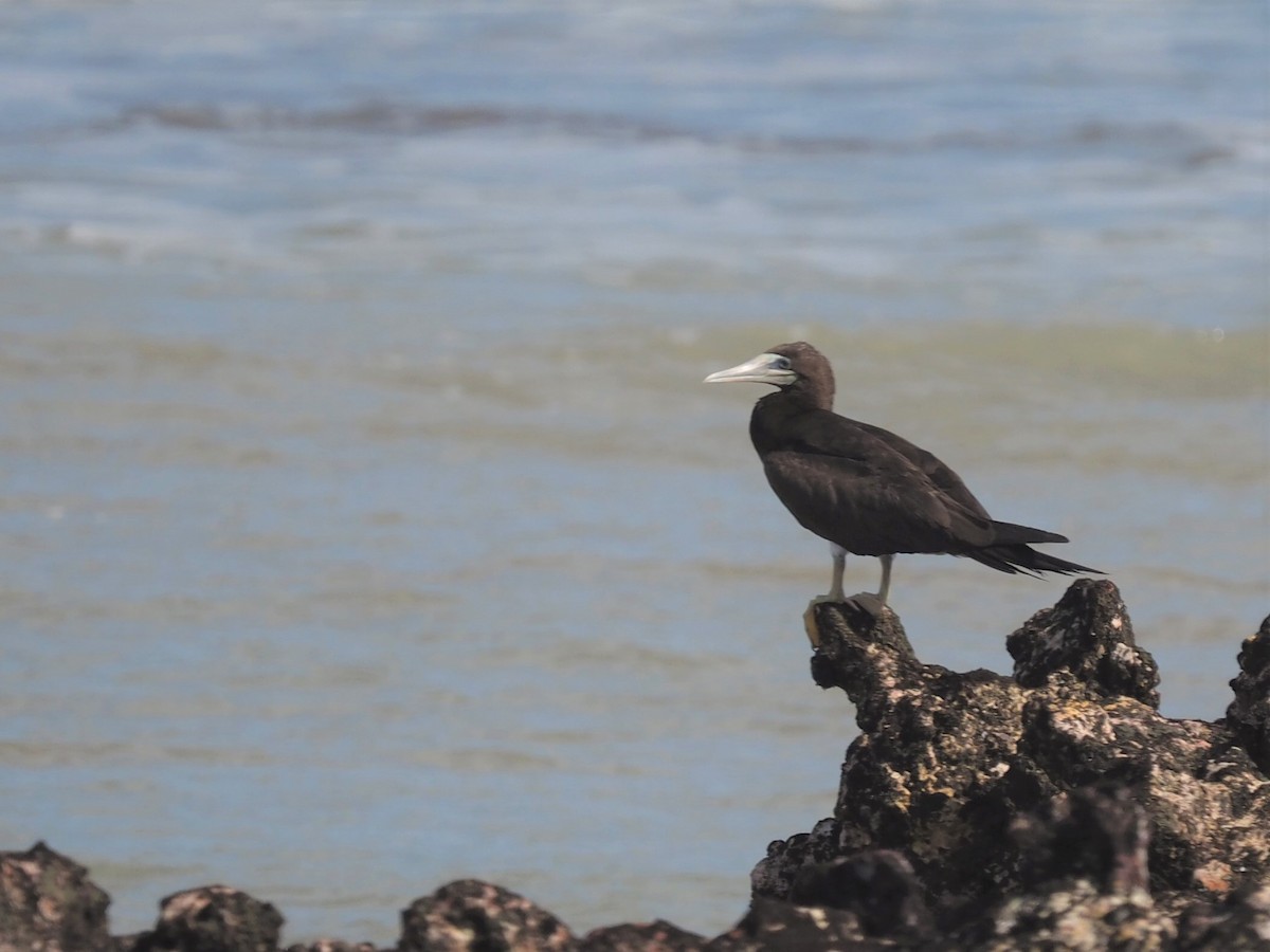 Brown Booby - ML520140511