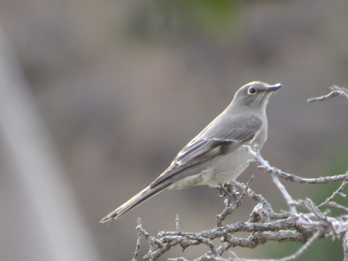 Townsend's Solitaire - ML520143321