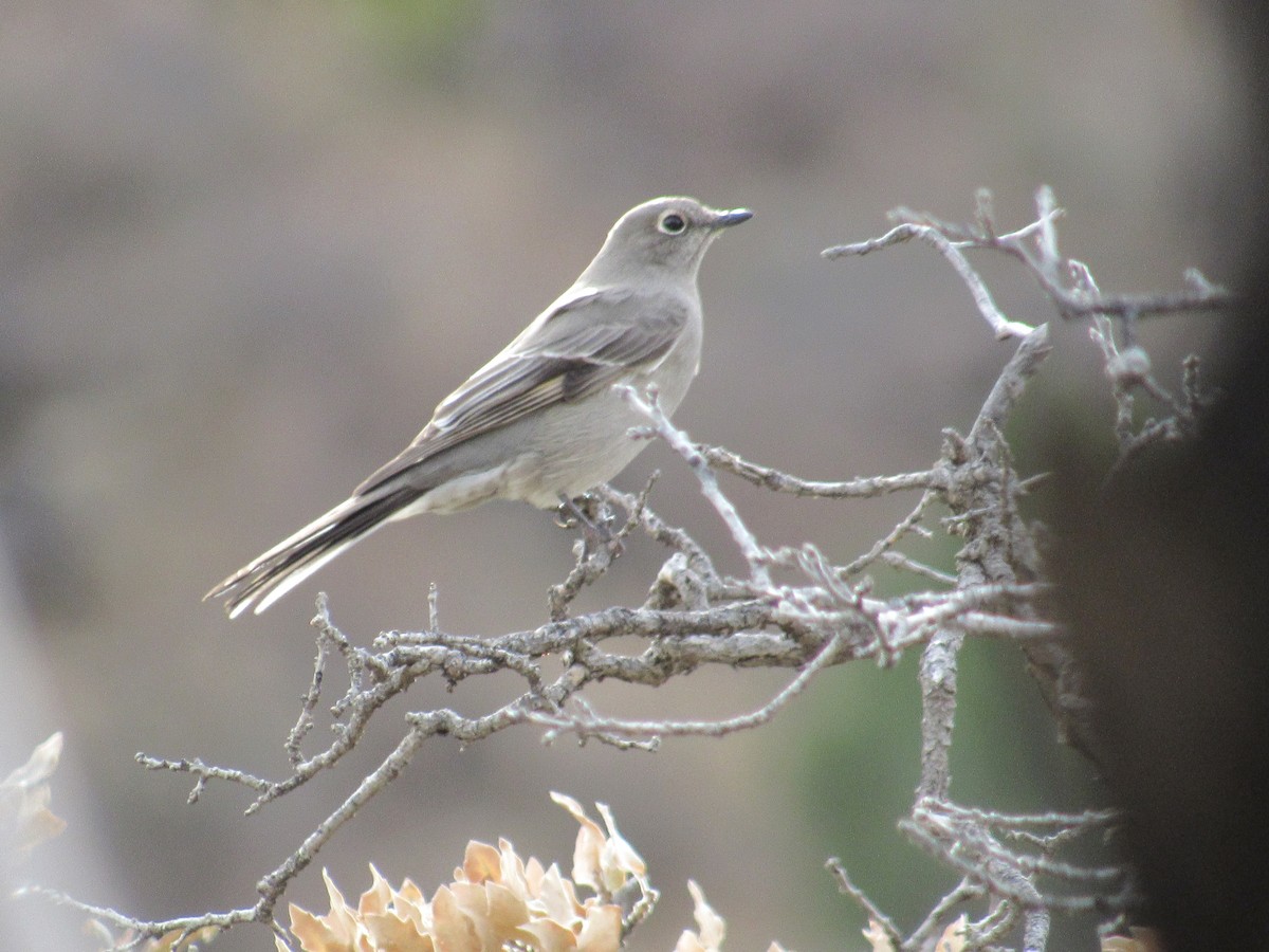 Townsend's Solitaire - ML520143361