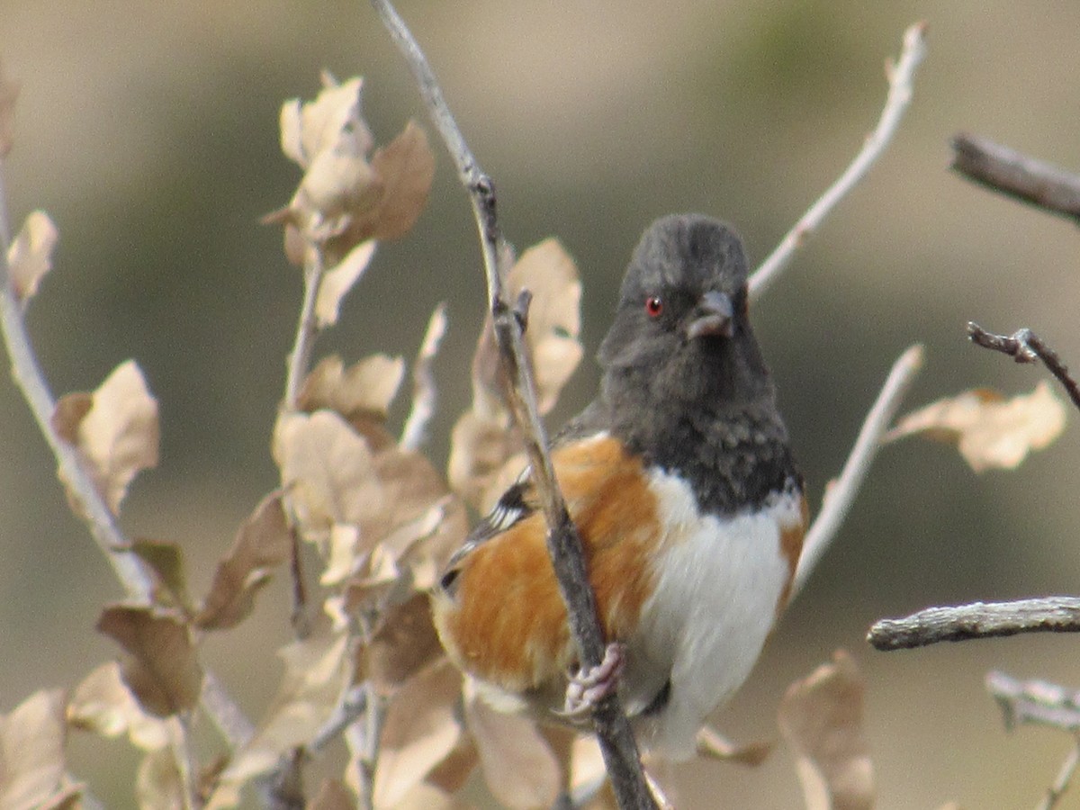 Spotted Towhee - ML520143751