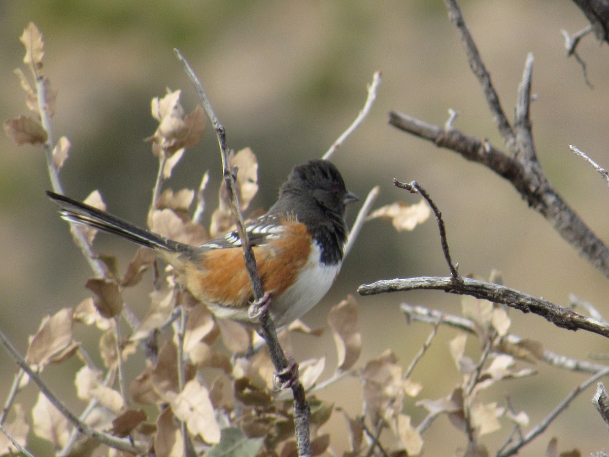 Spotted Towhee - ML520143781