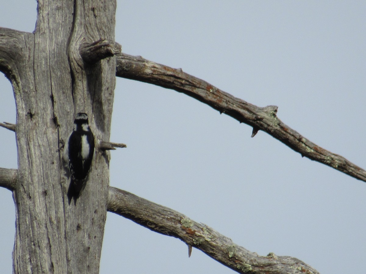 Hairy Woodpecker - ML520144711