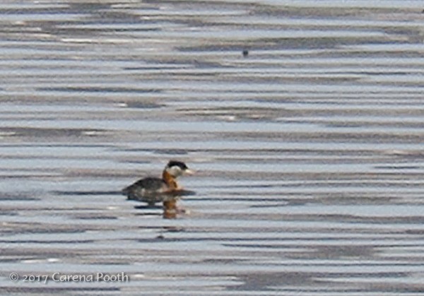 Red-necked Grebe - ML52014531