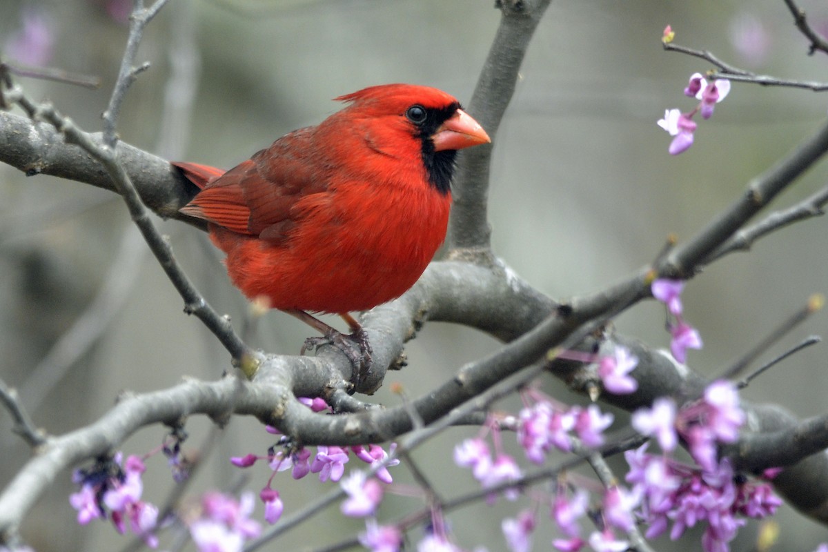 Cardinal rouge - ML52015391