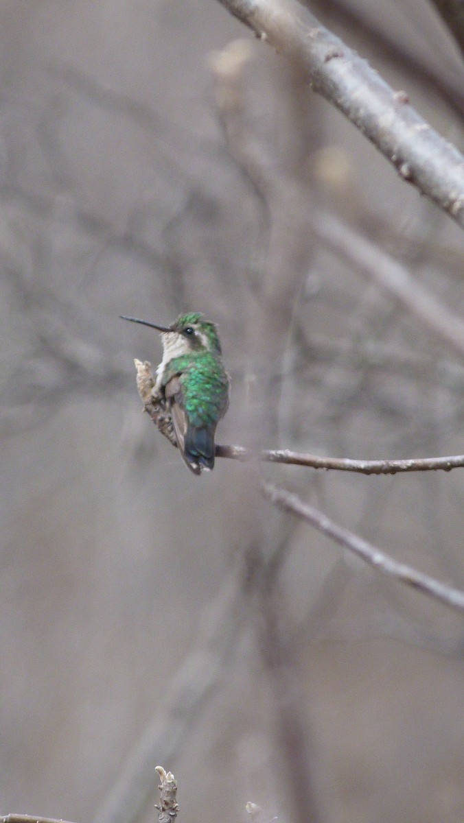 kolibřík Canivetův (ssp. salvini/osberti) - ML52015441