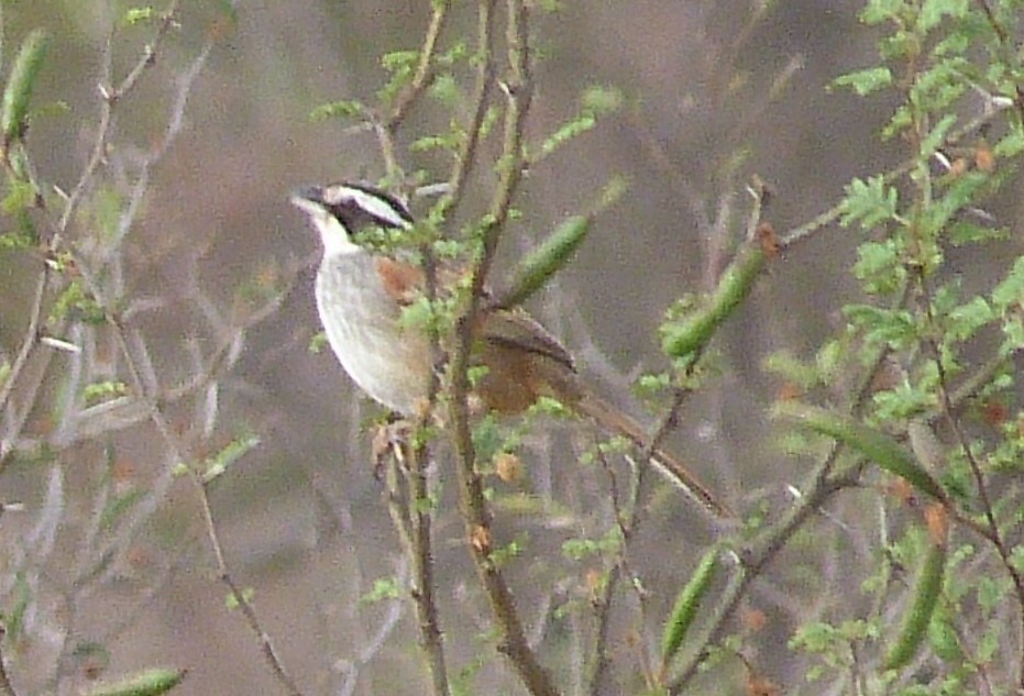 Stripe-headed Sparrow - ML52016091
