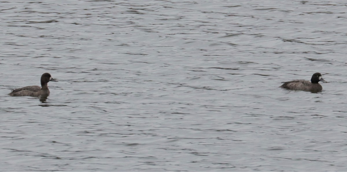 Greater Scaup - ML520164161