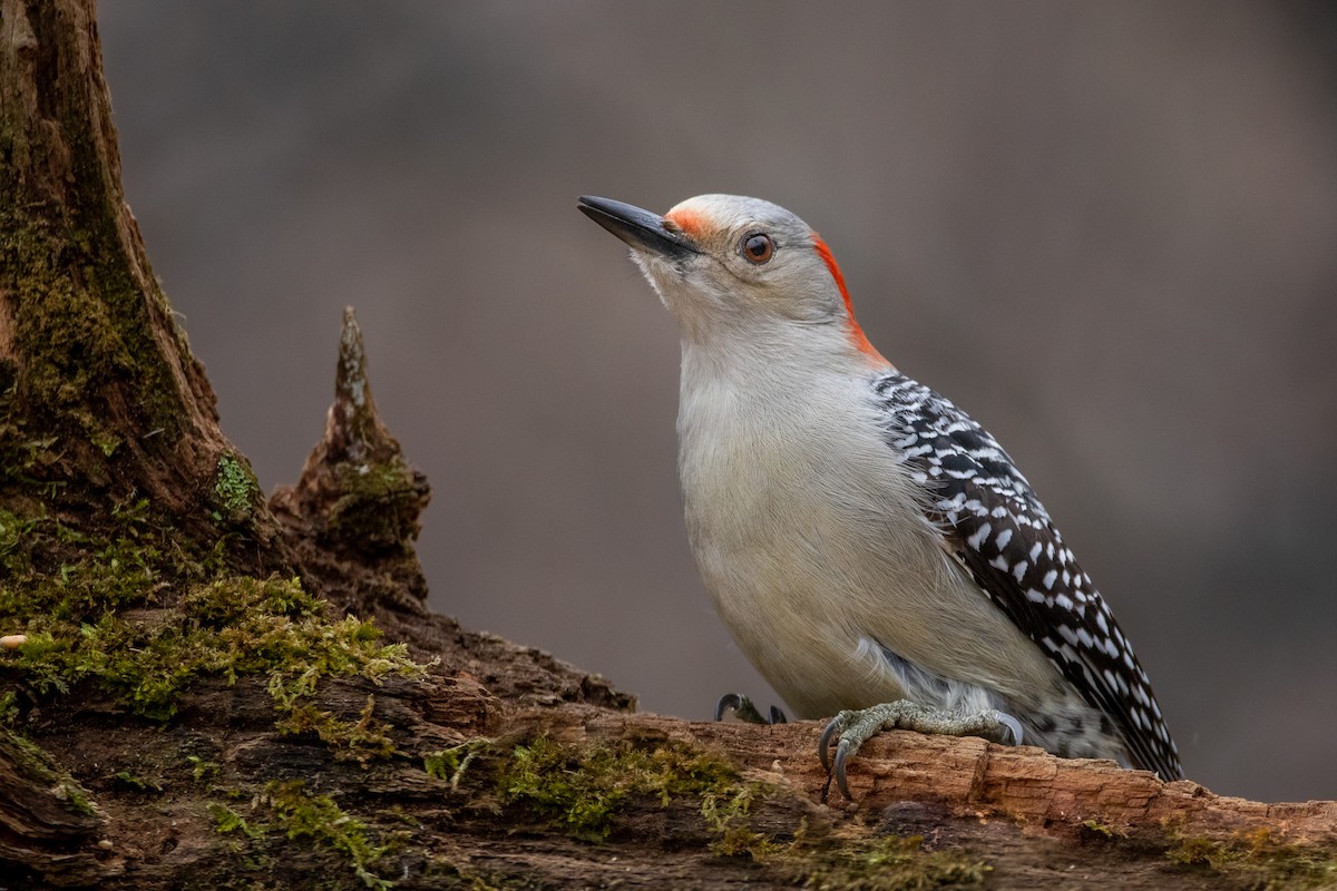 Red-bellied Woodpecker - Rain Saulnier